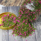 rosy green